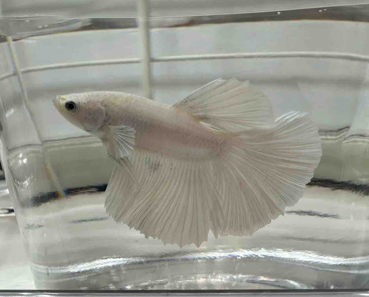 2月20日(金)熱帯魚入荷情報🐟 : かねだい足立店ブログ