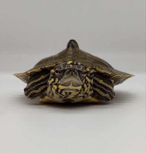 Polish_20240722_172628256