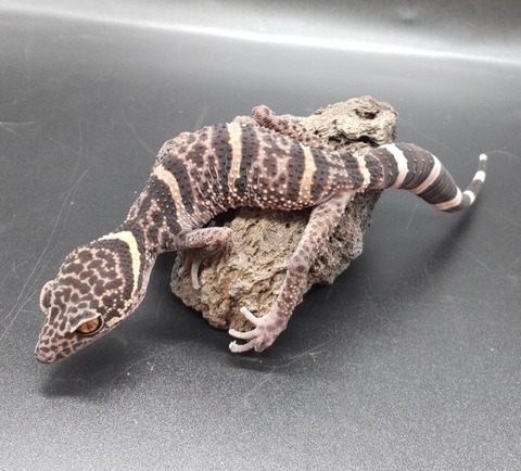 Polish_20230418_144254127