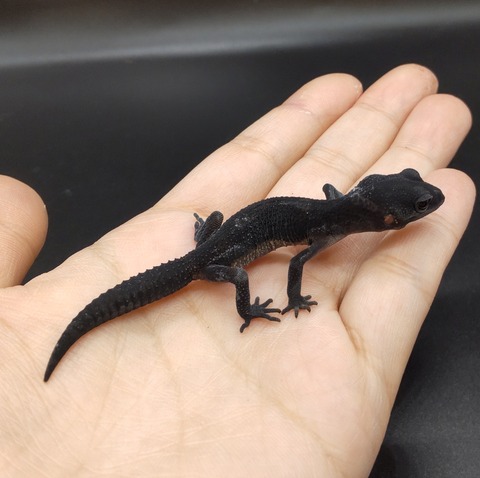 Polish_20230627_140615387