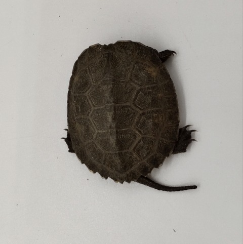 Polish_20240528_183735318