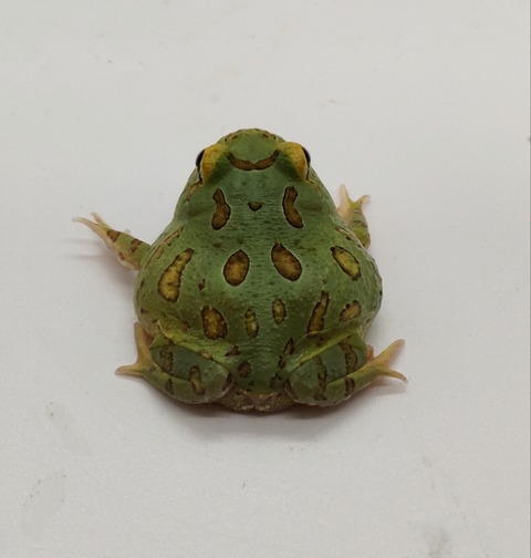 Polish_20240522_172746725