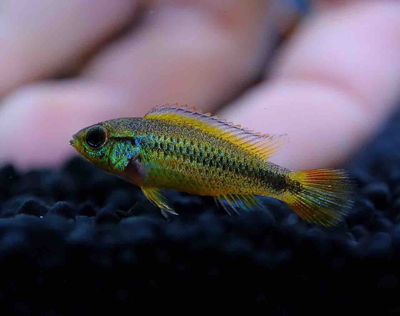 5月8日(金)熱帯魚入荷情報🐟 : かねだい足立店ブログ