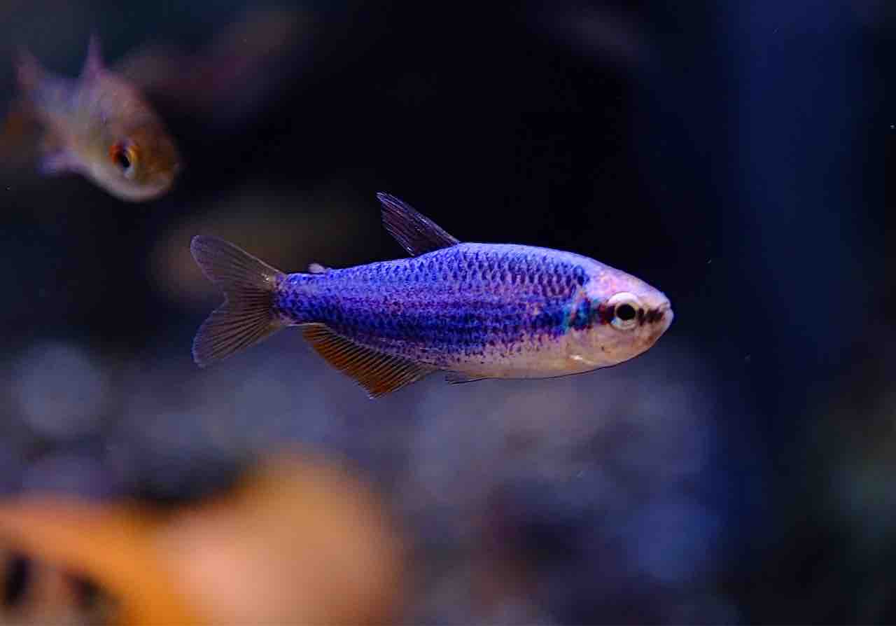1月24日(金)熱帯魚入荷情報🫧 : かねだい足立店ブログ