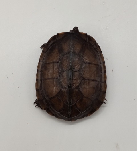 Polish_20240722_172853304