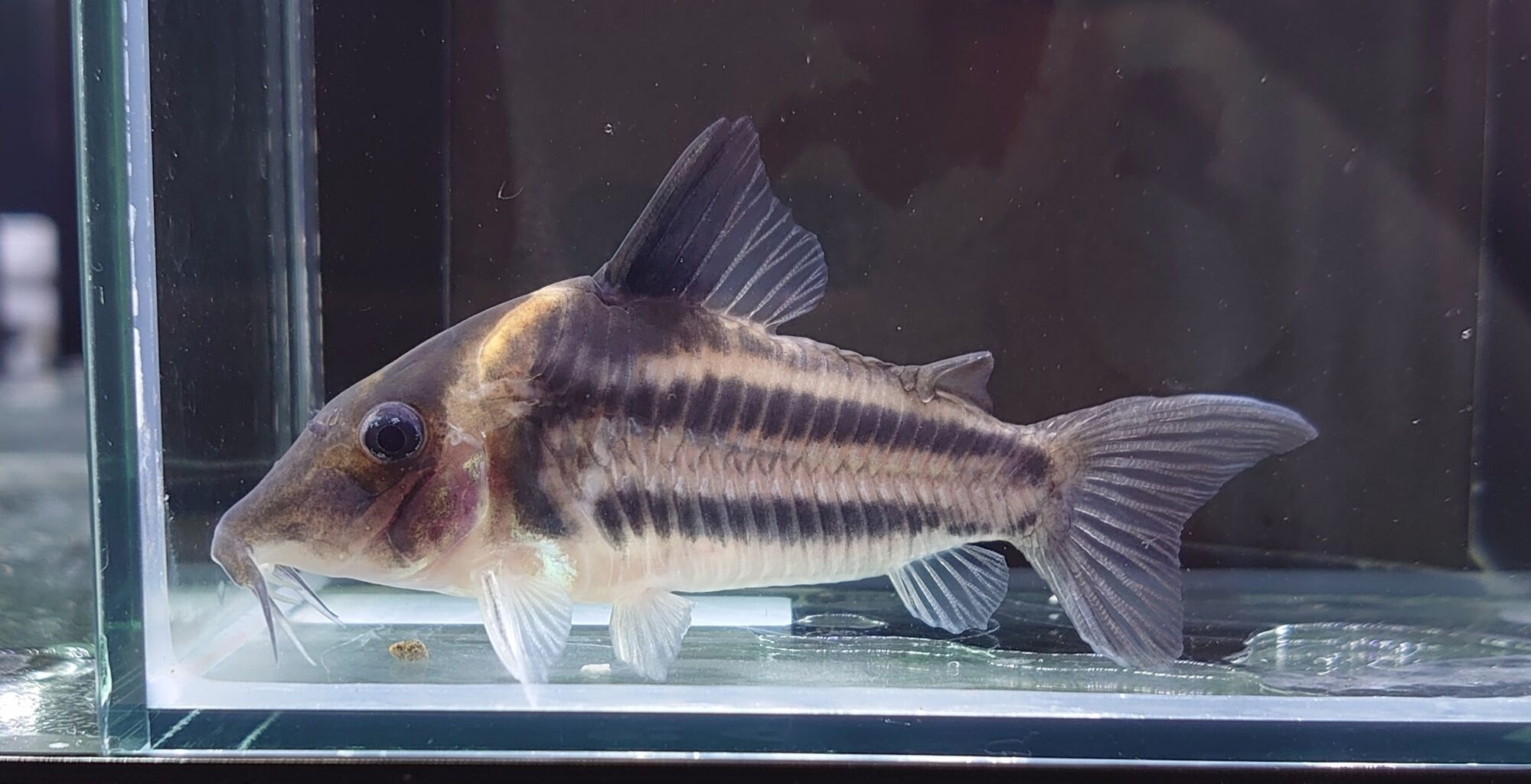 熱帯魚オススメ情報 かねだい足立店ブログ