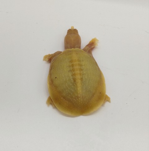 Polish_20240624_160142497