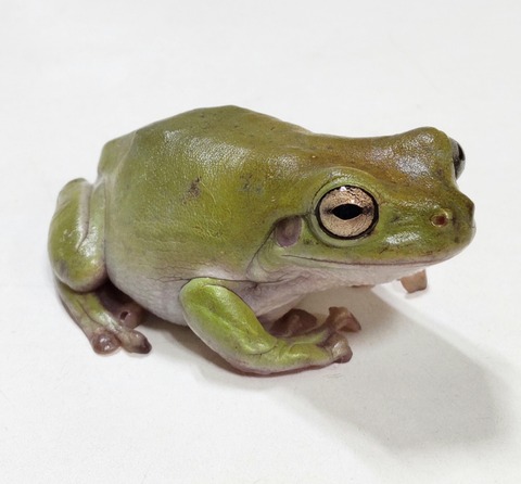 Polish_20240214_144712423