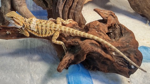 Polish_20231213_155943318