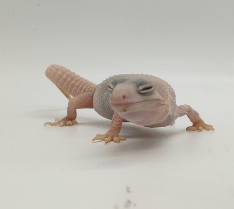 Polish_20240528_182840054