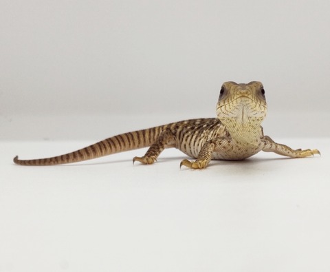 Polish_20250304_155450192