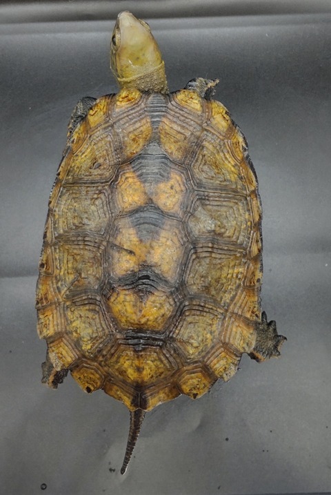 Polish_20231122_164701725