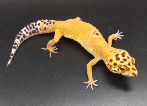 Polish_20231219_160058422