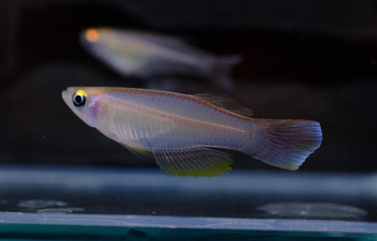 6月4日(日)熱帯魚入荷情報！ : かねだい足立店ブログ