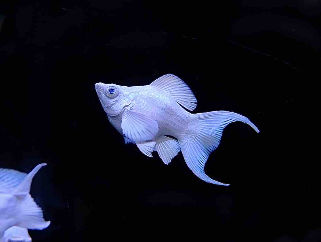 9月5日(金)熱帯魚入荷情報②🐟 : かねだい足立店ブログ