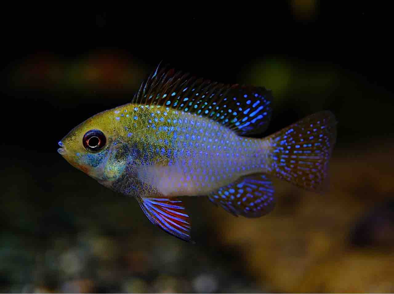 7月3日(木)熱帯魚入荷情報①? : かねだい足立店ブログ