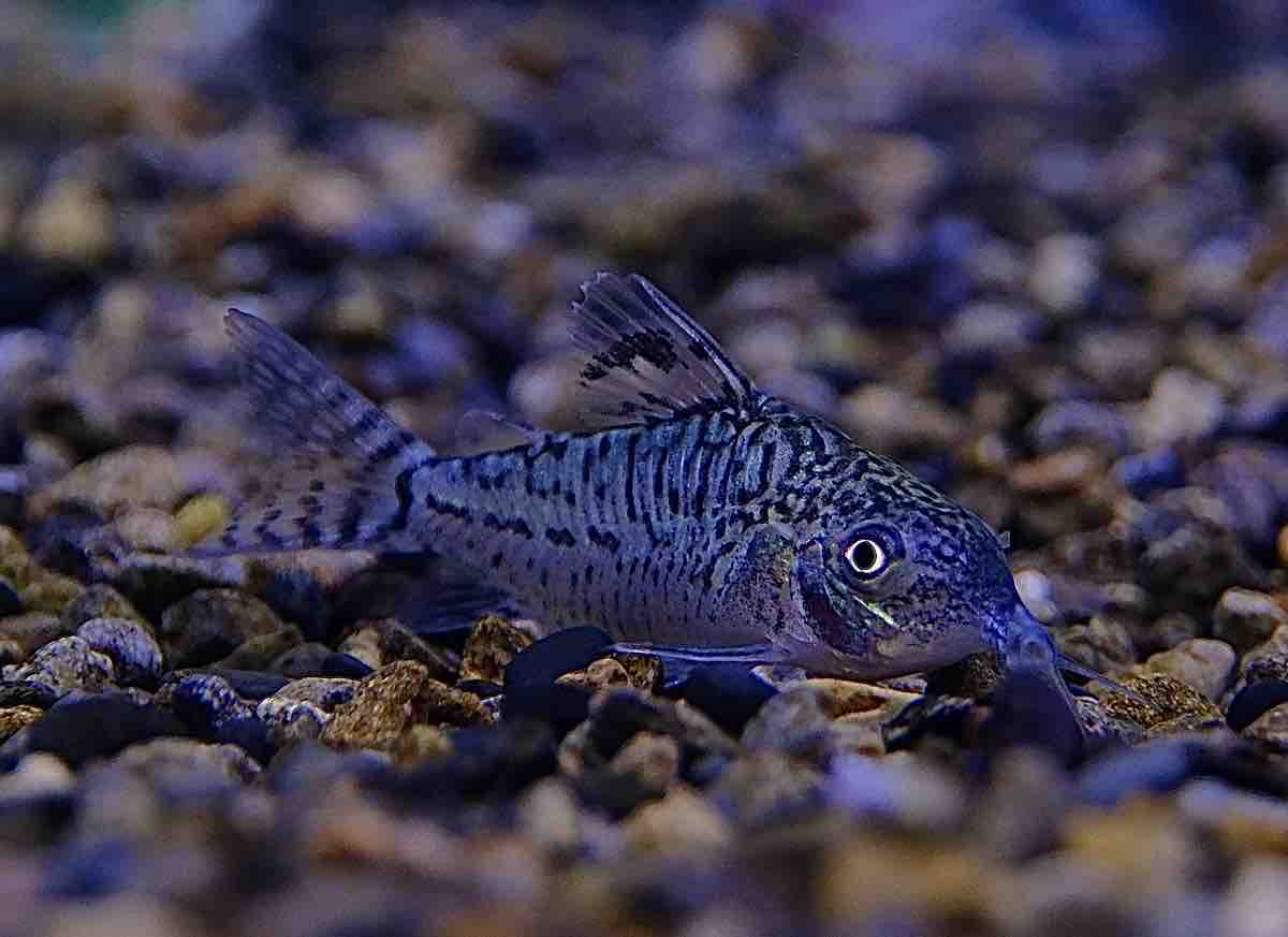 7月18日(金)熱帯魚入荷情報🐟 : かねだい足立店ブログ