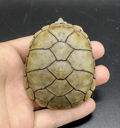 Polish_20230419_153004471