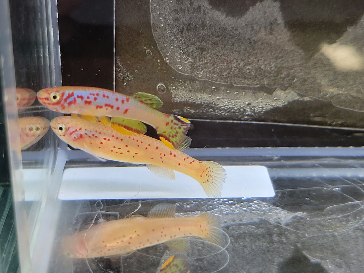 賜物 クレイジーセール 4月のギフト魚の水槽のサイフォンオーバーボックスエルフスタートのオーバーボックスサイフォン高光透過率での水槽のセルフスタート Applepress Ca