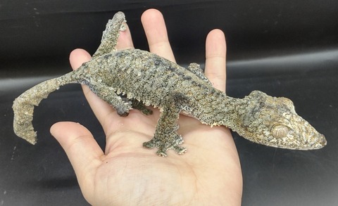 Polish_20231122_163949872