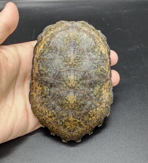 Polish_20230419_153659244