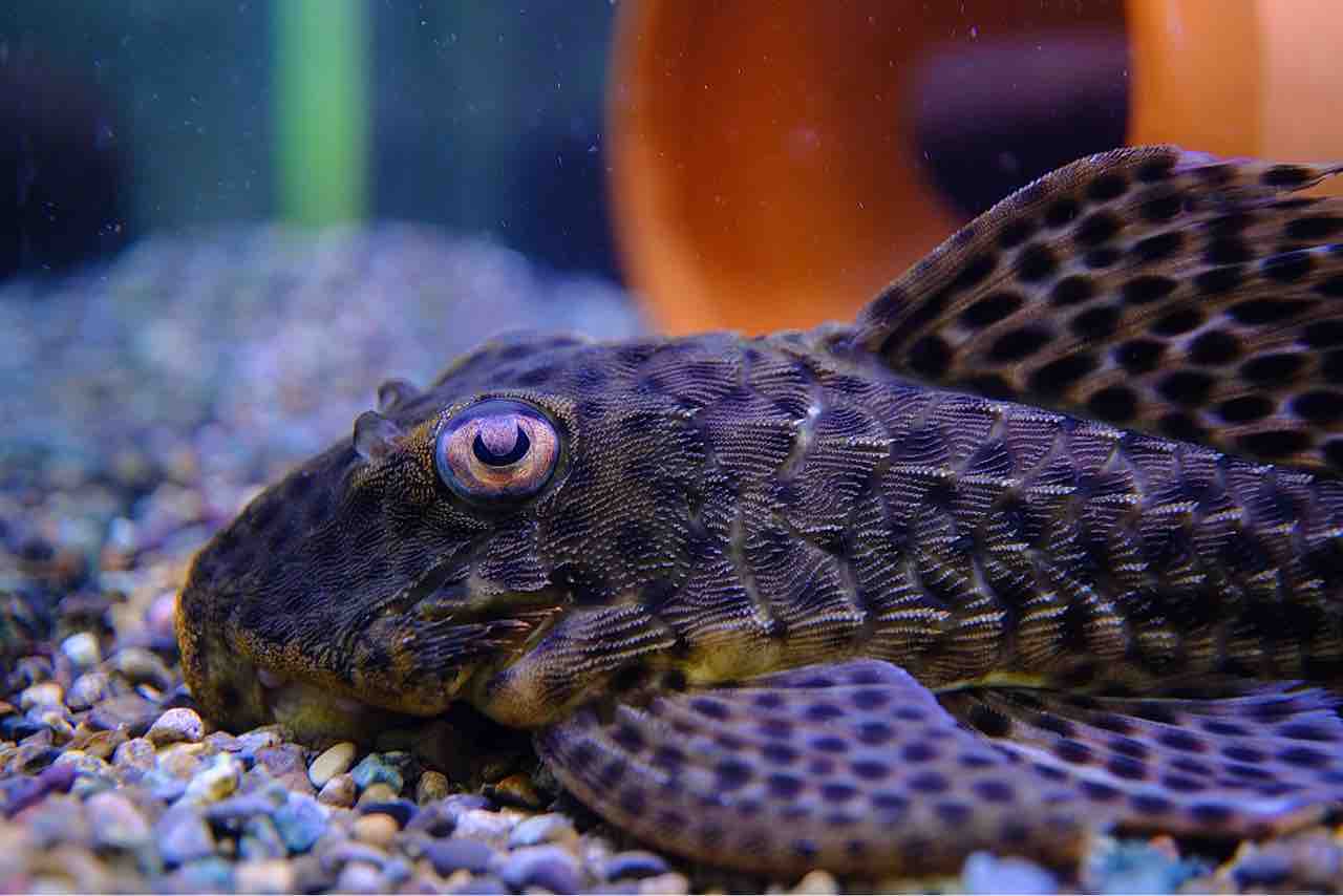 8月7日・8日(木・金)熱帯魚入荷情報🐟 : かねだい足立店ブログ