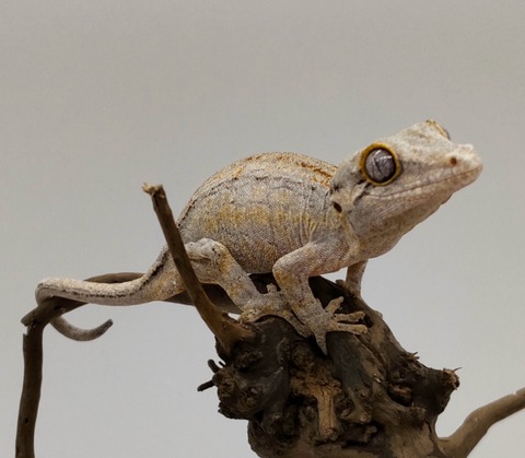 Polish_20241007_154002330