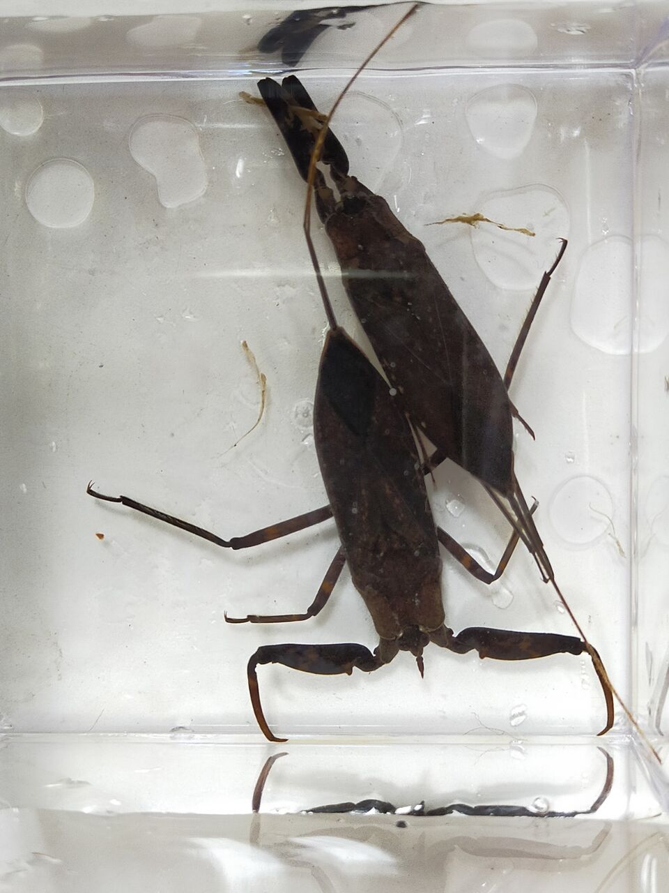 水生昆虫入荷情報！ : かねだい足立店ブログ