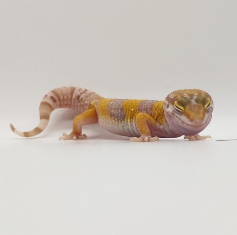 Polish_20250225_163545496