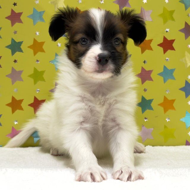 新しいわんちゃんの紹介です🐶 : かねだい足立店ブログ