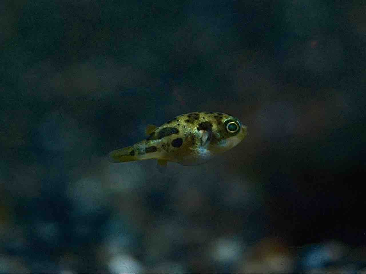 3月27日(金)熱帯魚入荷情報🐟 : かねだい足立店ブログ