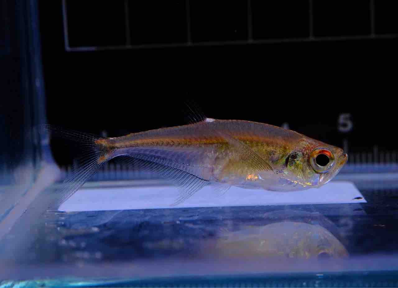 銀製熱帯魚 9月13日(金)熱帯魚入荷情報 : かねだい足立店ブログ