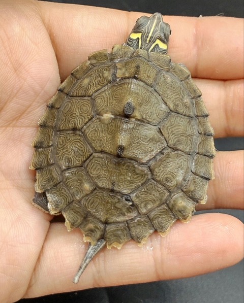 Polish_20231226_180710654