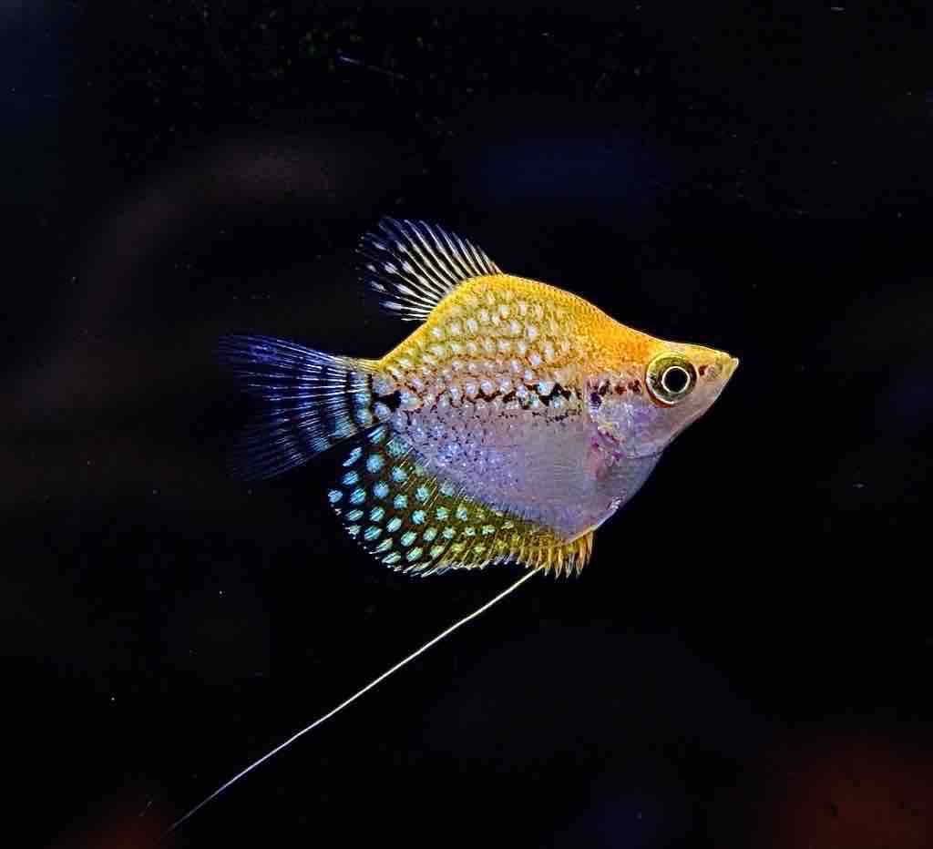 10月31日(金)熱帯魚入荷情報? : かねだい足立店ブログ