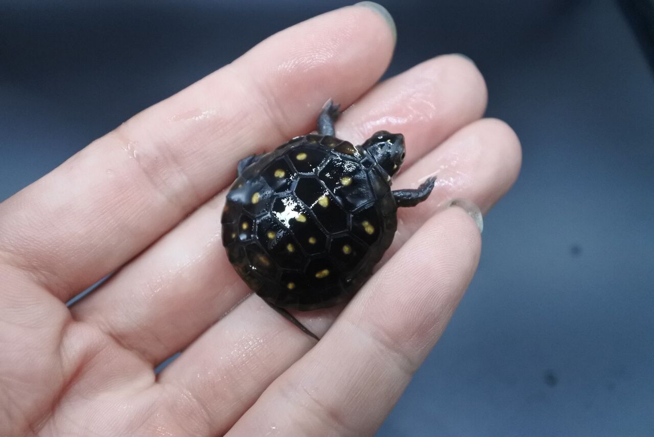 爬虫類入荷情報 ミズガメ祭り かねだい足立店ブログ