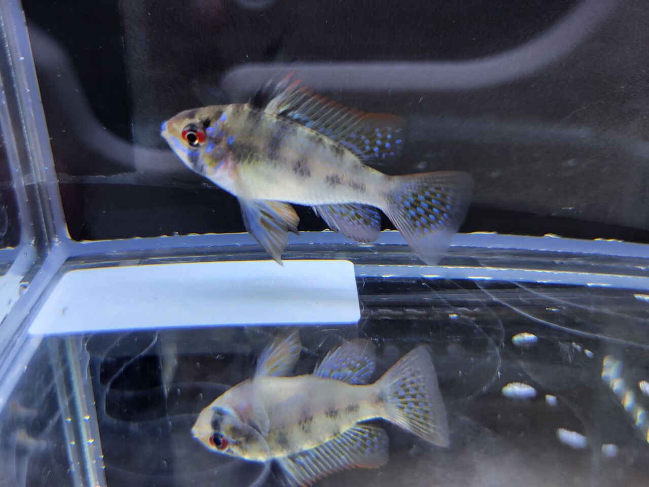 1月23日(日) 熱帯魚入荷情報 : かねだい足立店ブログ