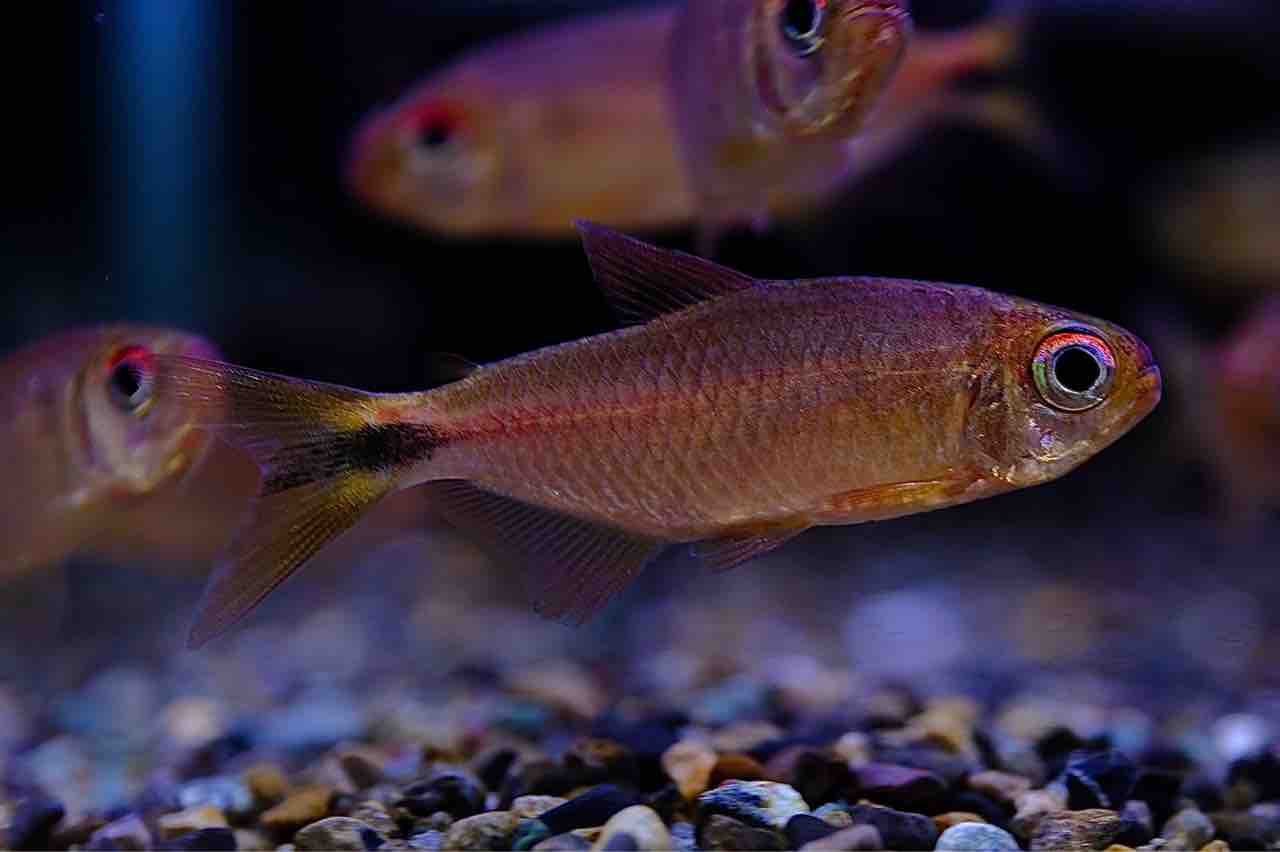 12月20日(金)熱帯魚入荷情報🐟】 : かねだい足立店ブログ