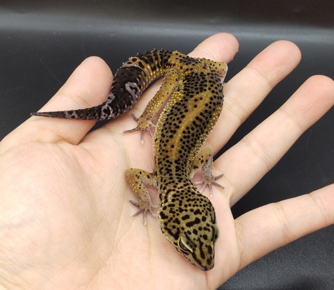 Polish_20230420_142349302