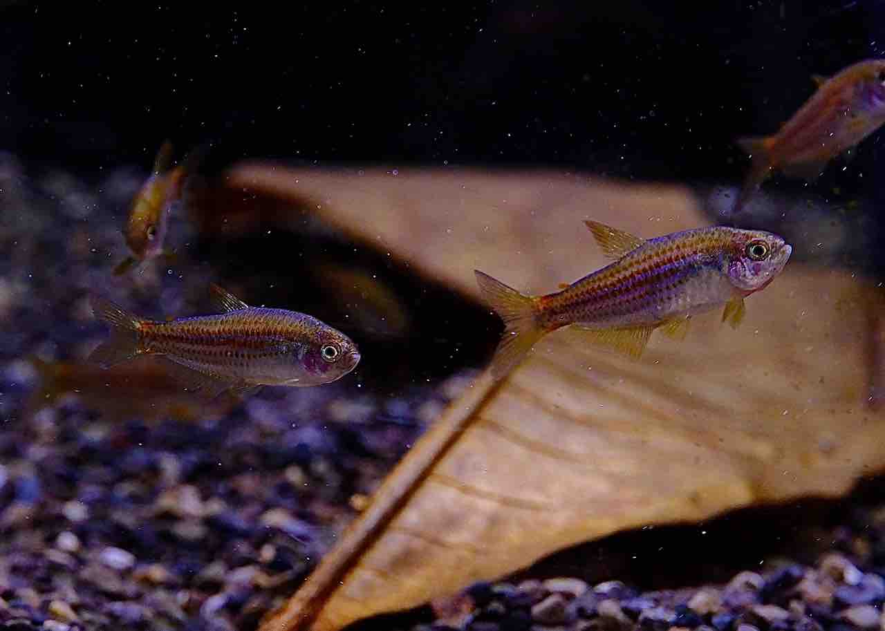 5月23日(金)熱帯魚入荷情報&入荷予定情報🐟 : かねだい足立店ブログ