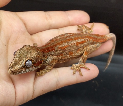 Polish_20231129_160607486