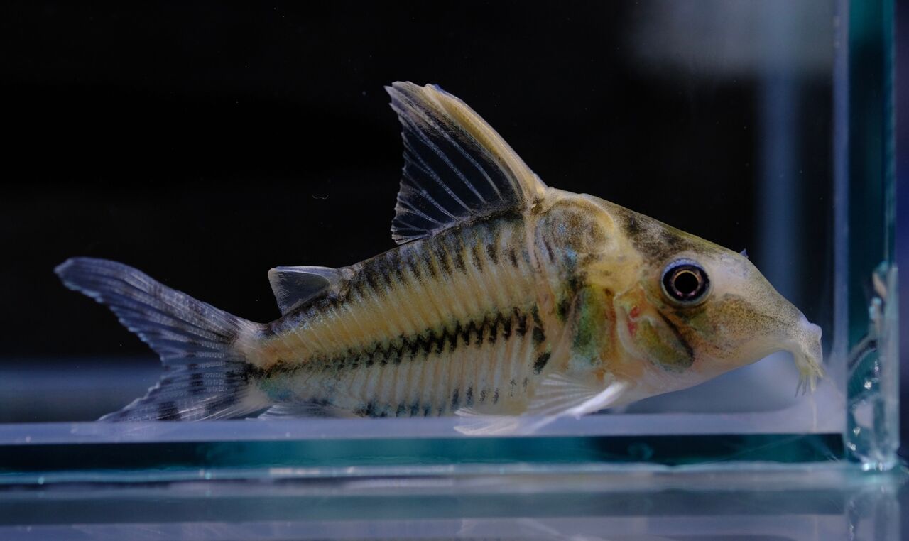 8月4日(金)熱帯魚入荷情報✨ : かねだい足立店ブログ