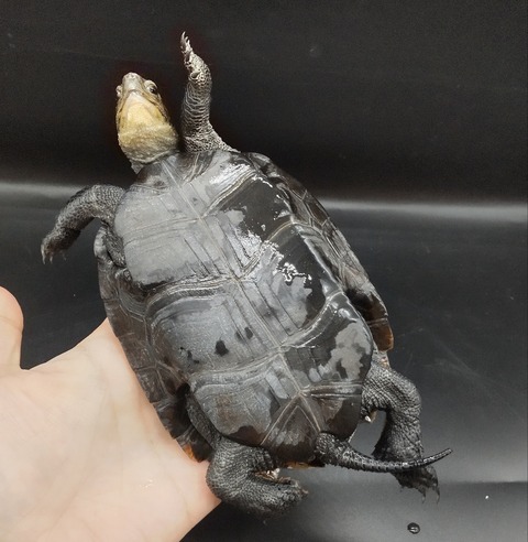 Polish_20231122_164725050