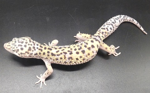 Polish_20231219_152230955