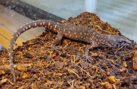 Polish_20240122_181646646