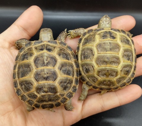 Polish_20231226_180323358