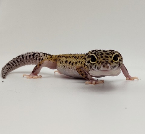 Polish_20240428_175254877