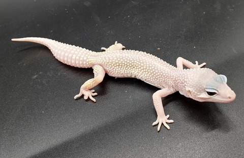 Polish_20231226_180835408