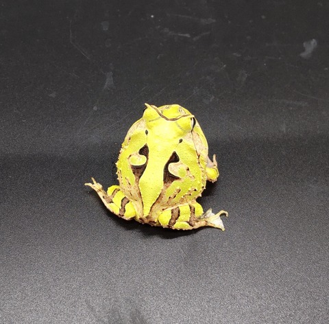 Polish_20231017_154142330