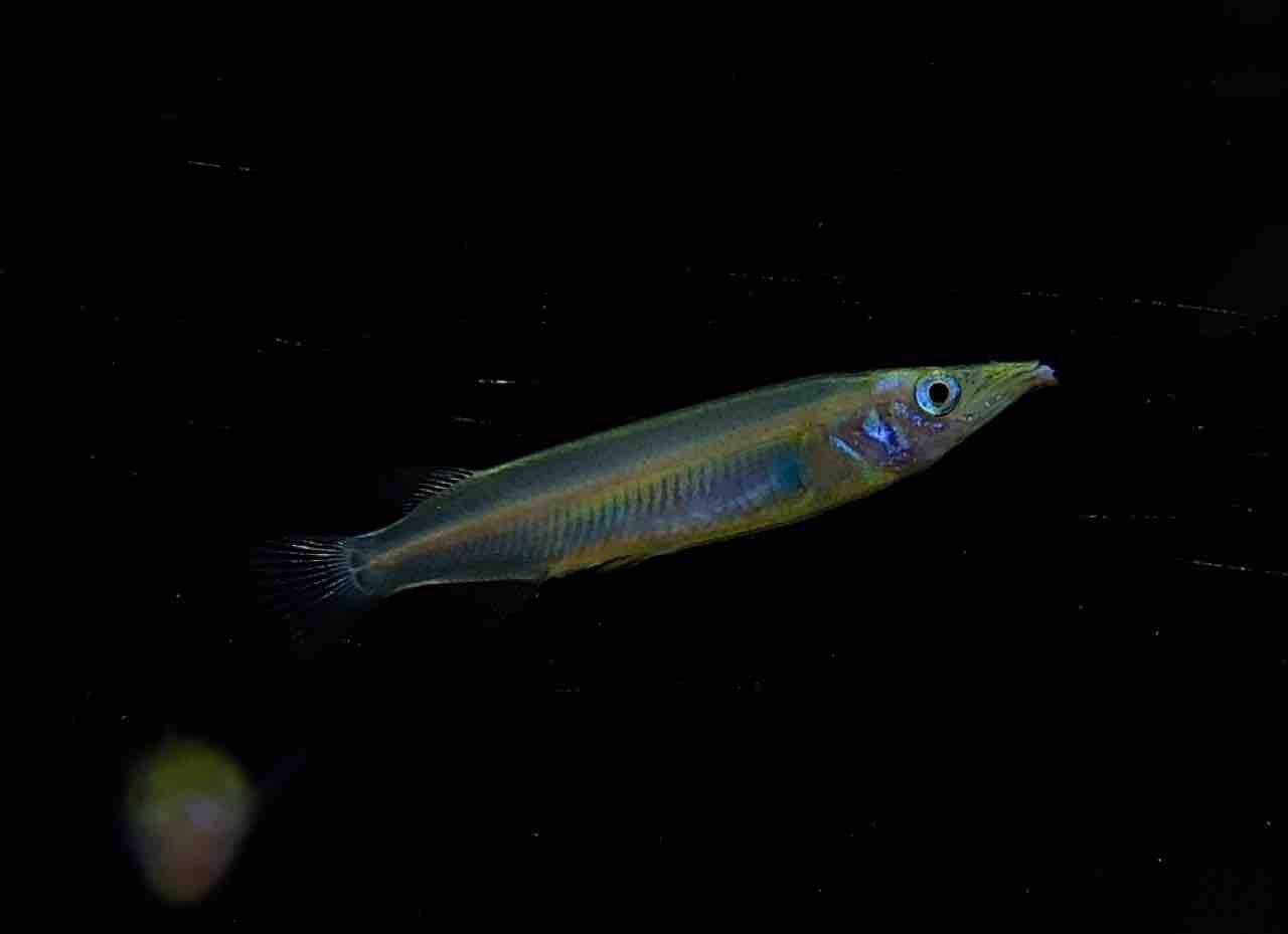 2月20日(金)熱帯魚入荷情報🐟 : かねだい足立店ブログ