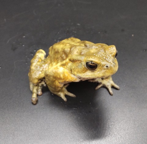 Polish_20230227_170505758